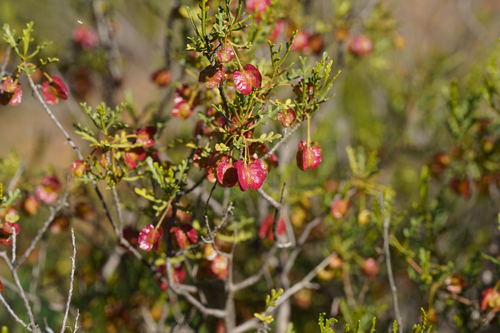 Dodonaea lobulata, photograph 3