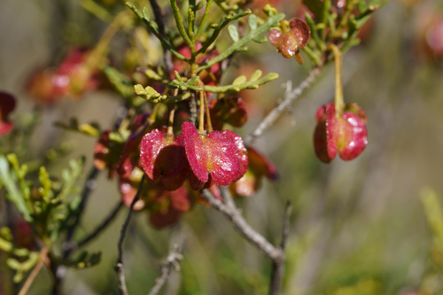 Dodonaea lobulata, photograph 4