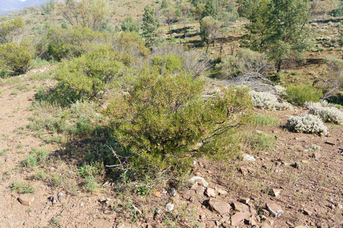 Dodonaea lobulata, photograph 5