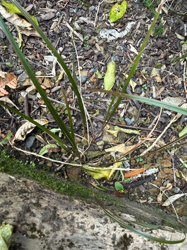 Anemanthele lessoniana, photograph 3