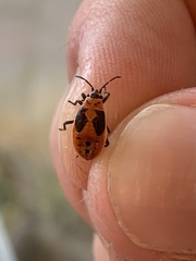 Lygaeus kalmii
