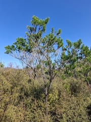 (c) Sean T, some rights reserved (CC BY) Psoralea pinnata, photograph (c) Sean T, some rights reserved (CC BY)
