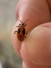Lygaeus kalmii
