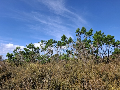 Psoralea pinnata, photograph 4