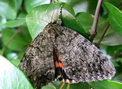 Catocala umbrosa