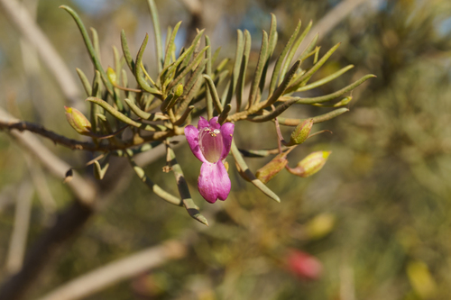 Eremophila alternifolia, photograph 4