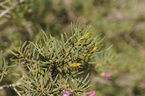 Eremophila alternifolia, photograph 5
