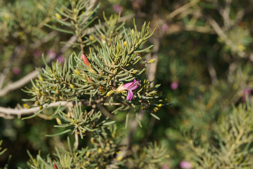 Eremophila alternifolia, photograph 6