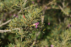 Eremophila alternifolia, photograph (c) Kym Nicolson, some rights reserved (CC BY)