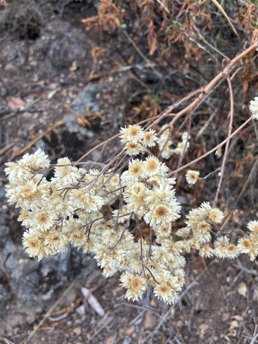 Pseudognaphalium californicum, photograph 1