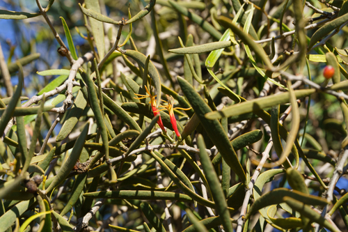 Lysiana exocarpi, photograph 2