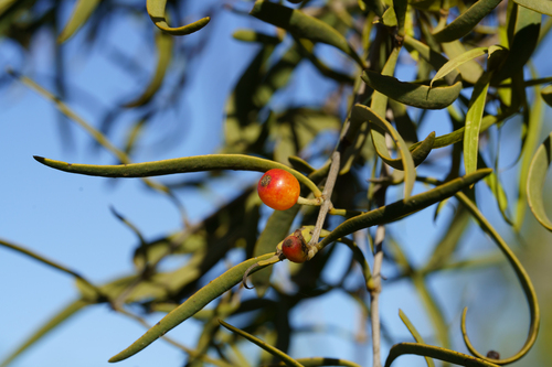 Lysiana exocarpi, photograph 3