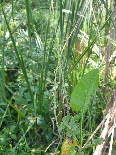 Rorippa amphibia, photograph 6