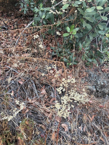 Pseudognaphalium californicum, photograph 2