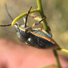 Chlorochroa sayi