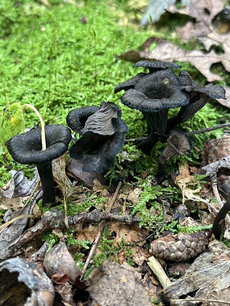 Eastern Black Trumpet · August 2026 · photo: Photo: no rights reserved · iNaturalist