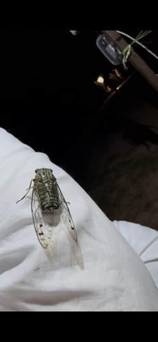 Orientopsaltria padda