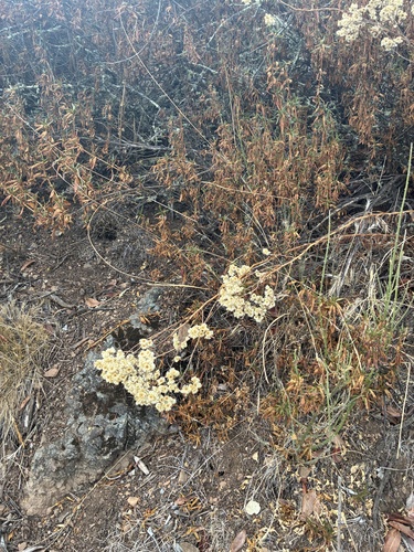 Pseudognaphalium californicum, photograph 3