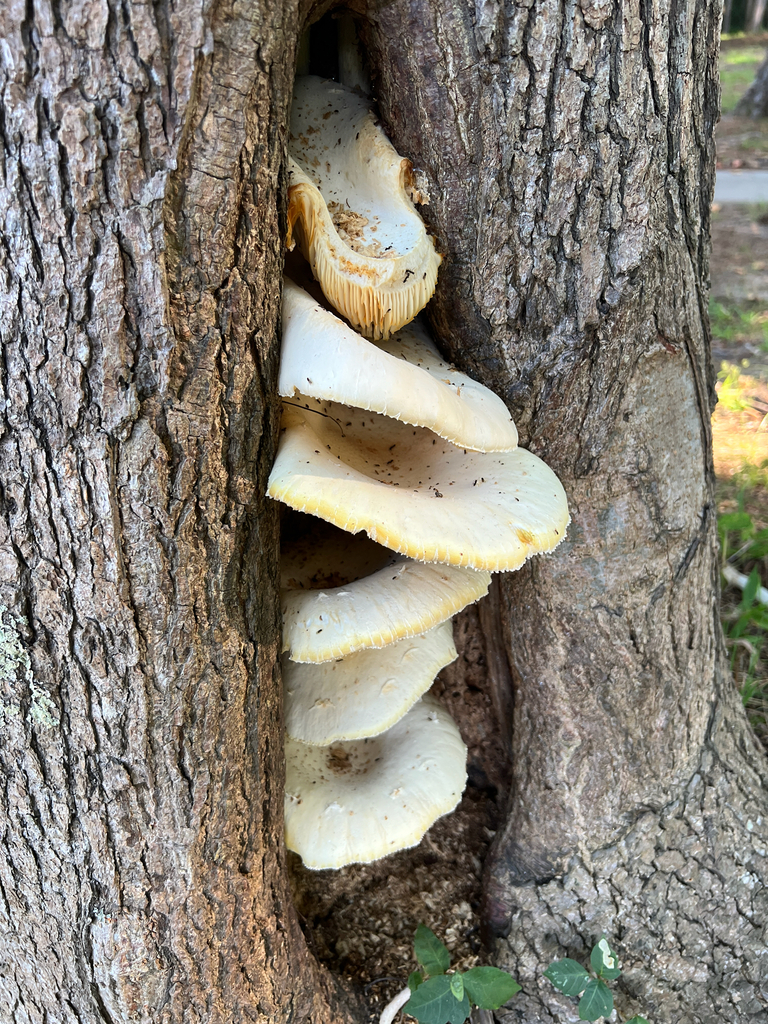 Lynx Paw Oyster · August 2026 · photo: Photo: (c) Michael Pirrello, some rights reserved (CC BY) · iNaturalist