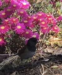Junco hyemalis