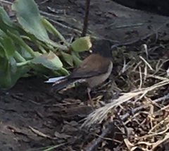 Junco hyemalis