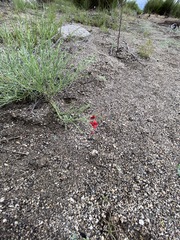 Ipomopsis tenuifolia