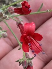 Ipomopsis tenuifolia