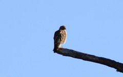 Buteo lineatus