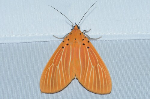 Poor Tiger Moth