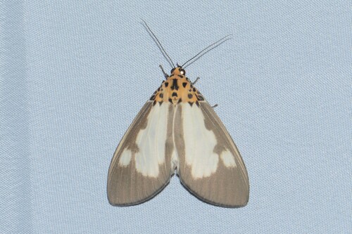 Asota plana