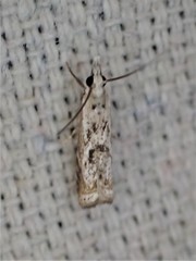Microcrambus minor