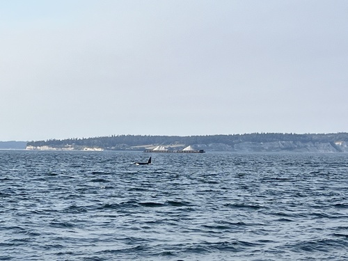 Orca