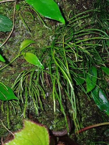 Vaginularia junghuhnii observed 2026-08-26