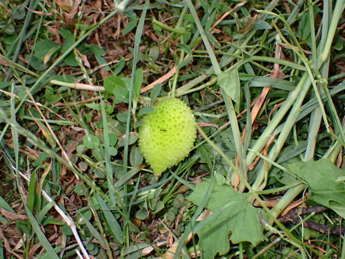 Momordica dioica