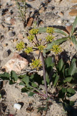 Lomatium lucidum