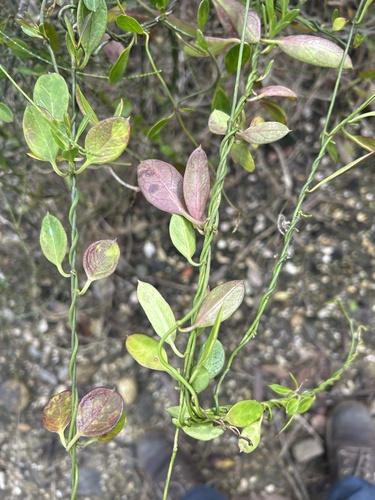 Vincetoxicum carnosum observed 2026-08-25