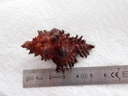 Chicoreus brunneus observed 2026-08-23