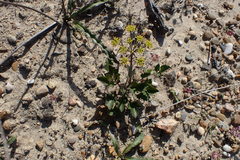 Lomatium lucidum