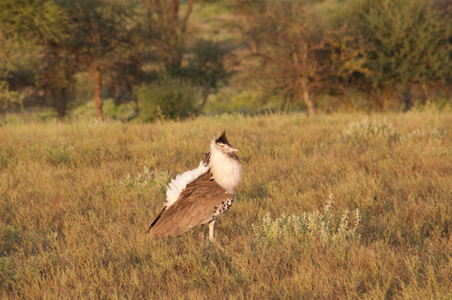 Kori Bustard