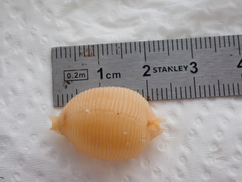 Cypraea childreni observed 2026-08-23