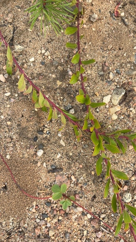 bearberry