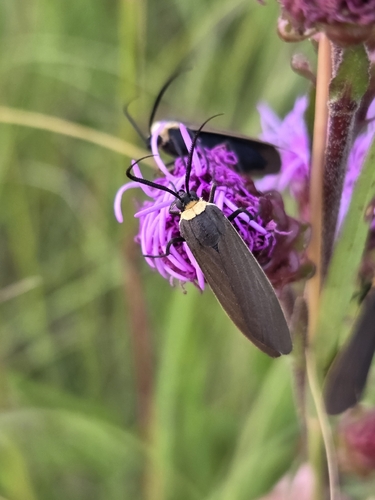 Rocky Mountain blazing star