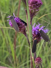 Liatris ligulistylis, photograph (c) Chris Friesen, some rights reserved (CC BY)