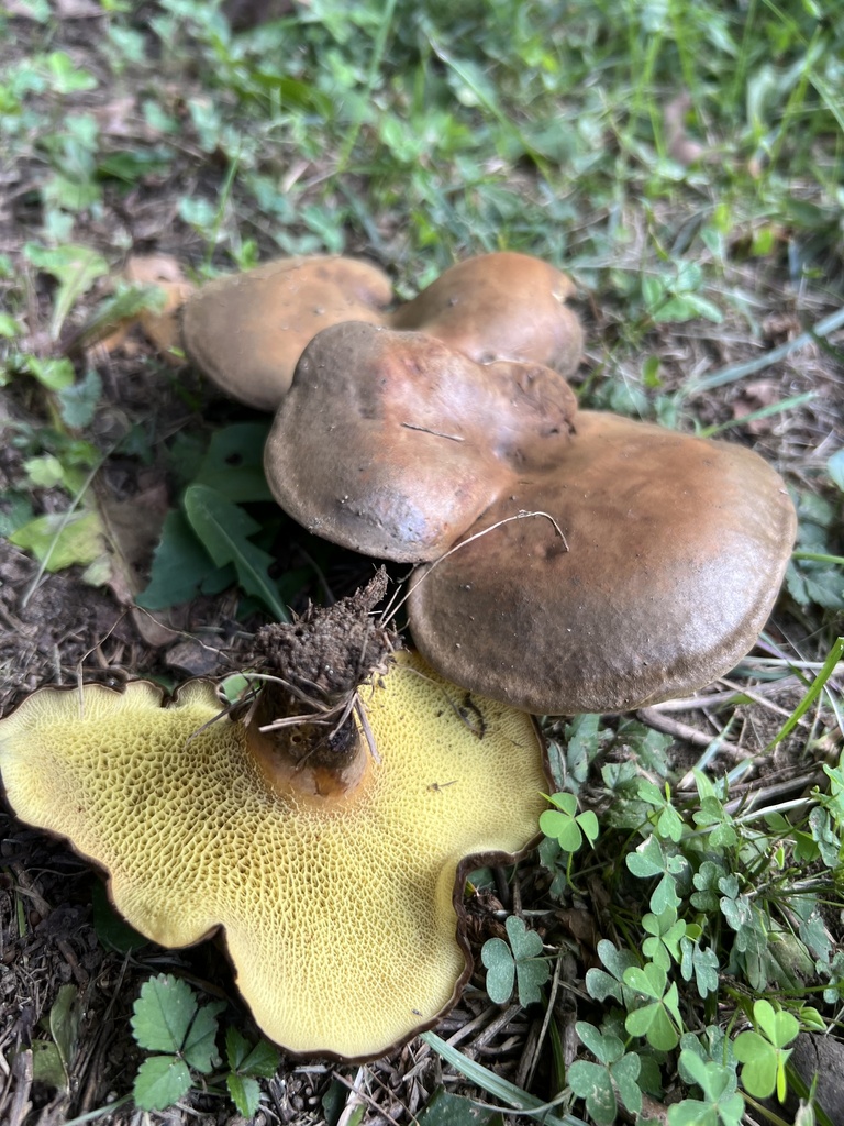 ash-tree bolete · August 2026 · photo: Photo: no rights reserved · iNaturalist