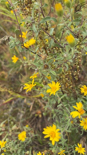 Hairy False Goldenaster