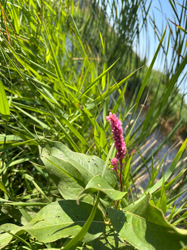 water smartweed