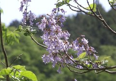 Paulownia tomentosa