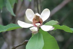 Magnolia obovata