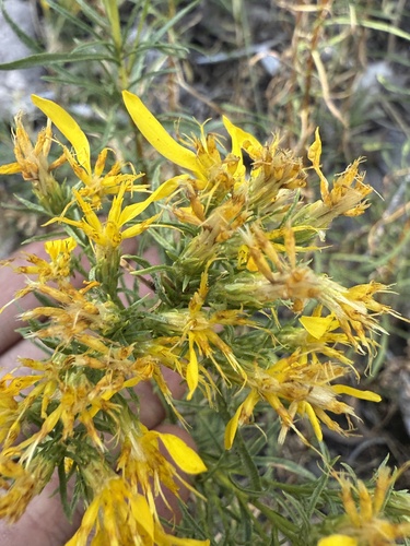 Bloomer's goldenbush