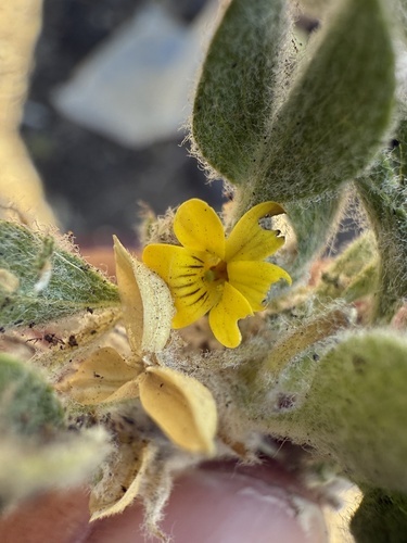 Felt-leaved Violet